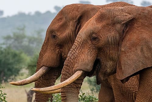 A side view of two African elephants-Loxodonta Africana Voi-Tsavo-Kenya Nature Print
